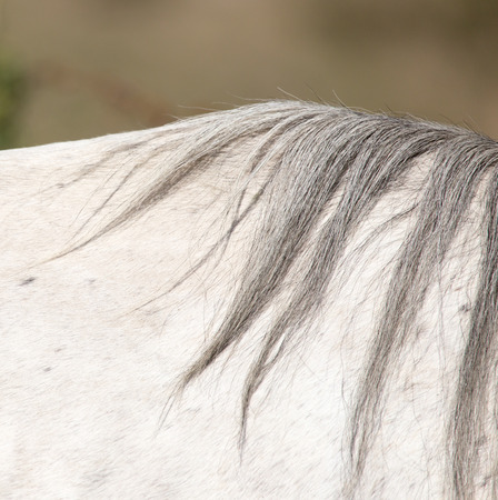 mane of a white horseの写真素材