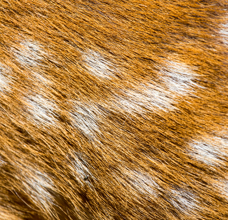 deer fur / deer skin texture backgroundの写真素材