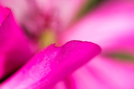 Red flower . super macroの写真素材