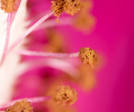 pollen in flower at nature. super macroの写真素材