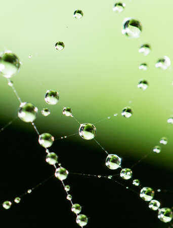 water droplets on a spider web in natureの写真素材