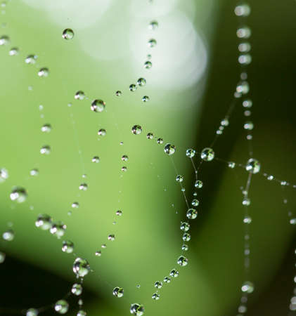 water droplets on a spider web in nature