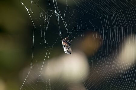 Spider in nature. closeの写真素材