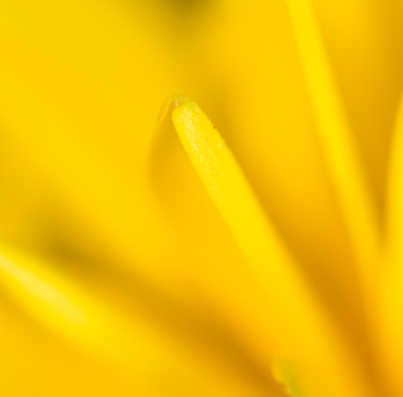 yellow flower in nature. super macroの写真素材