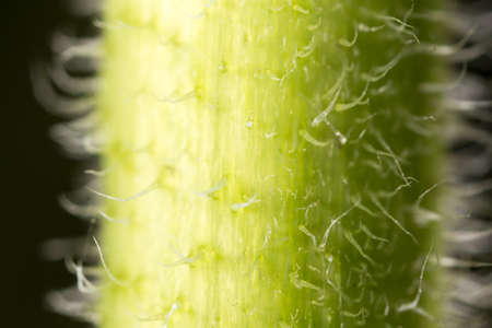 green plant. super macroの写真素材