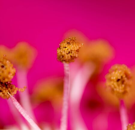 pollen in flower at nature. super macroの写真素材