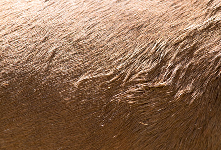 background horse skins