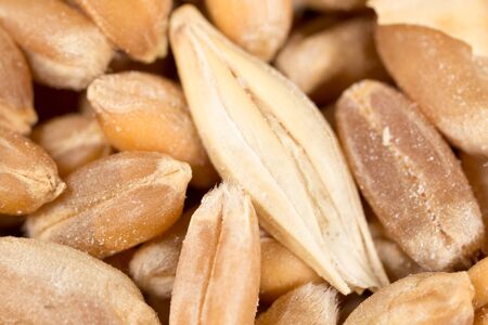 grain of wheat. super macroの写真素材