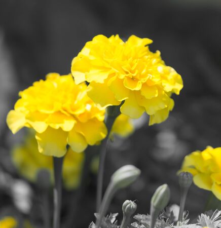 beautiful yellow flower in natureの写真素材