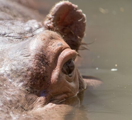 Portrait of a hippopotamus in waterの写真素材