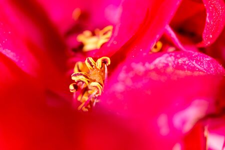 Red flower . super macroの写真素材