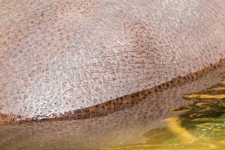 hippopotamus skin as backgroundの写真素材