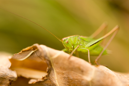 grasshopper in nature. closeの写真素材