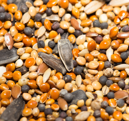 food for birds. closeの写真素材