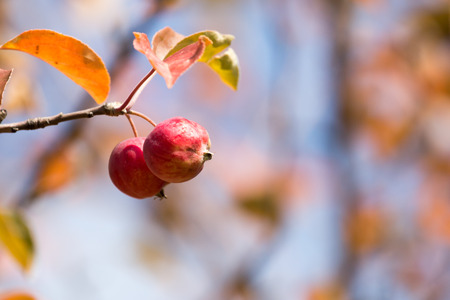 red apple on the tree in natureの写真素材