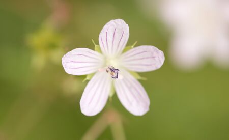 white flower in natureの写真素材