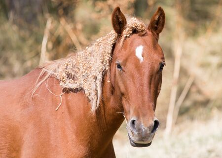 a horse in a pasture in natureの写真素材