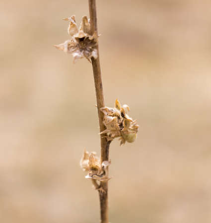 prickly plant in nature