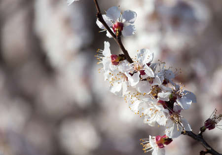 apricot flowers on the tree