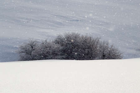 tree in snow in the mountains