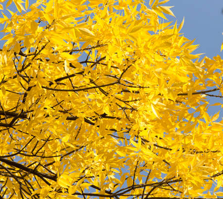 yellow leaves on the tree against the blue sky