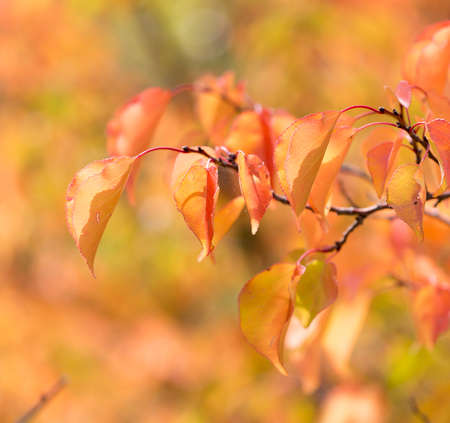 red leaves on a tree in autumn