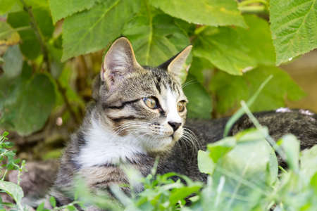 cat in the grass on the natureの写真素材
