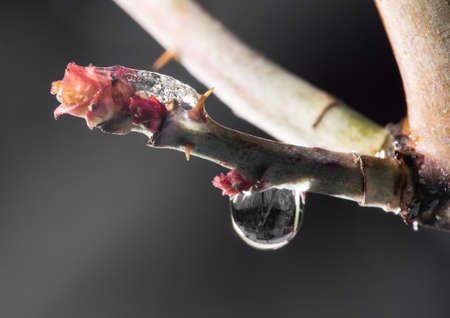 Red leaf in the snow in the spring. close-upの写真素材