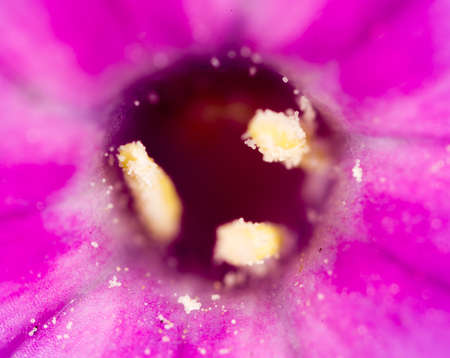 pollen in flower at nature. super macroの写真素材