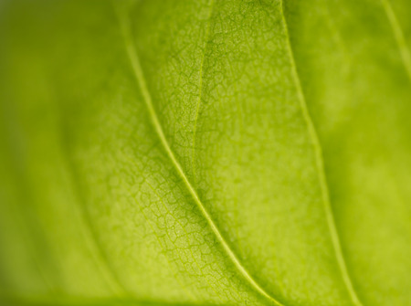 beautiful background of green plant leaf