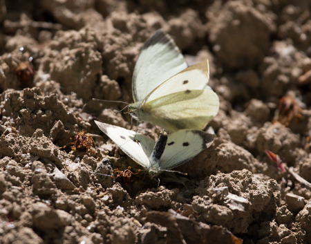 butterfly in natureの写真素材