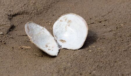 shell in the sand on the lakeの写真素材