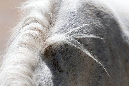background of the horse's maneの写真素材