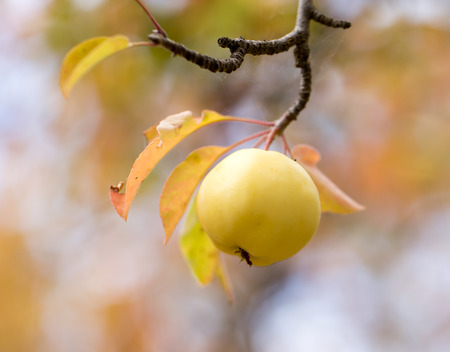 apple on tree in nature