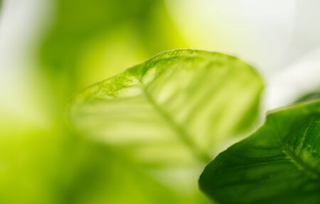 beautiful background of green plant leaf
