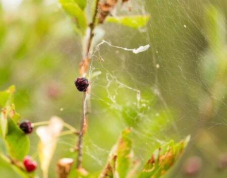 cobweb on a plant in natureの写真素材