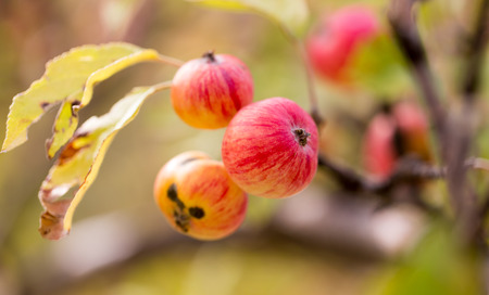 red apple on the tree in natureの写真素材
