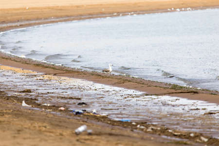 Gull on the lakeの写真素材