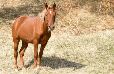 a horse in a pasture in natureの写真素材