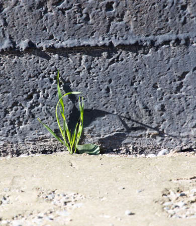 grass near the wallの写真素材