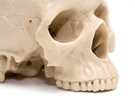 human skull on a white backgroundの写真素材