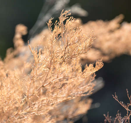 dry pine branches on natureの写真素材