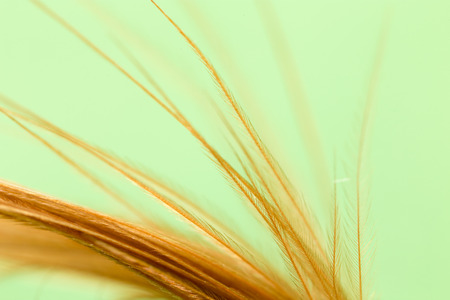 feather on a green background. closeの写真素材