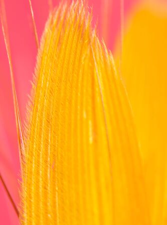 yellow feather on a red background. closeの写真素材