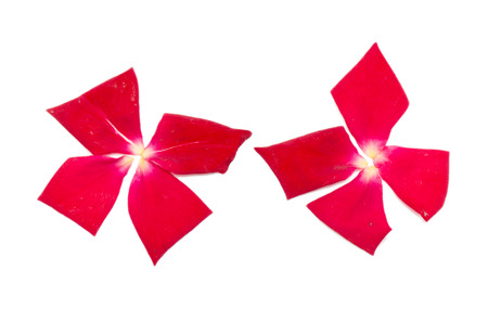 rose petals on white backgroundの写真素材