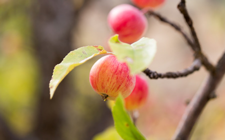 red apple on the tree in natureの写真素材