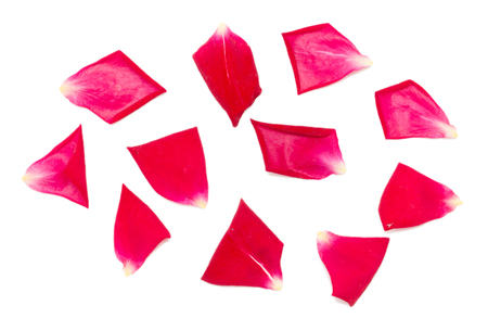 rose petals on white backgroundの写真素材