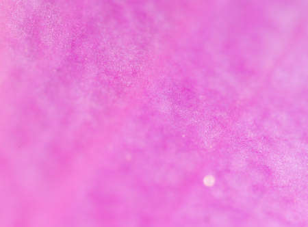 purple flower. super macroの写真素材