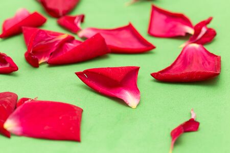 red rose petals on a green backgroundの写真素材