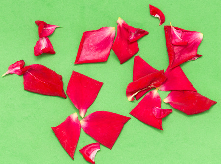 red rose petals on a green backgroundの写真素材